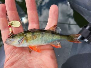 European Perch