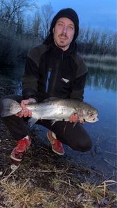 Rainbow Trout