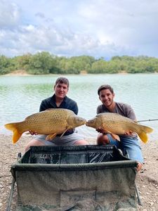 Common Carp