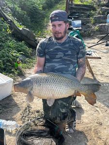 Common Carp