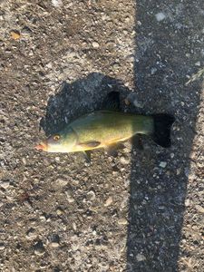 Tench