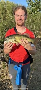 Largemouth Bass