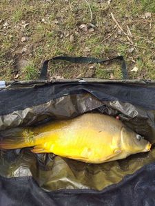 Mirror Carp