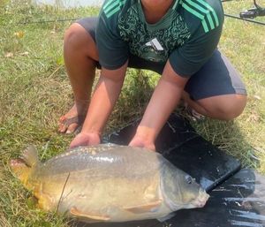 Mirror Carp