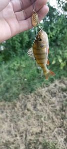 European Perch