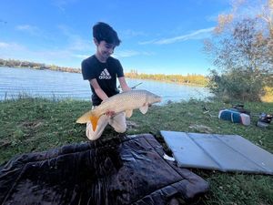 Common Carp
