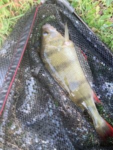 European Perch