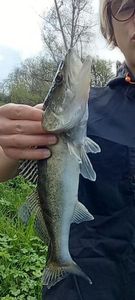 Zander