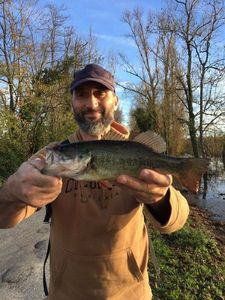 Largemouth Bass
