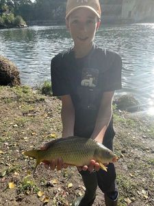 Common Carp