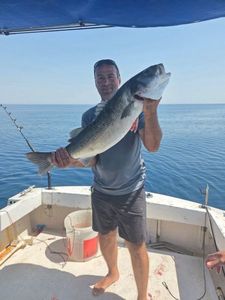 European Bass (Seabass)
