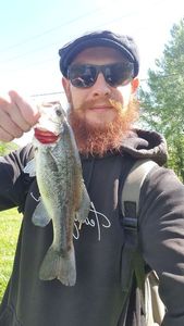 Largemouth Bass