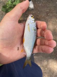 Roach