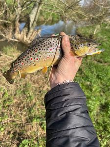 Brown Trout