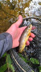 Brown Trout