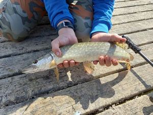 Northern Pike