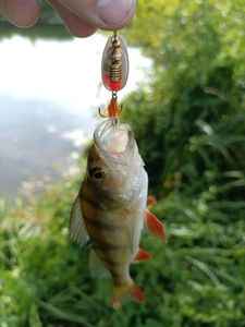 European Perch