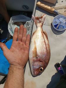 Alfonsino