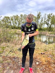 Largemouth Bass