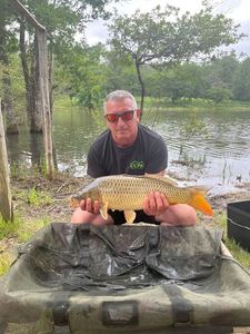 Common Carp