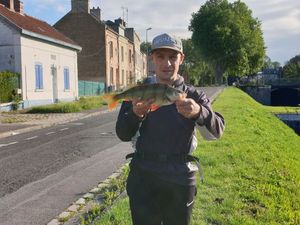 European Perch