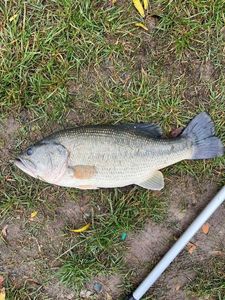 Largemouth Bass