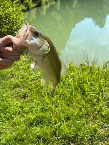 Largemouth Bass