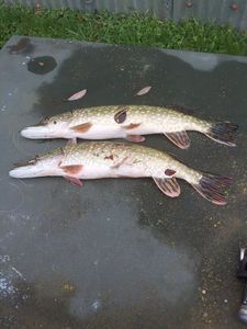Northern Pike