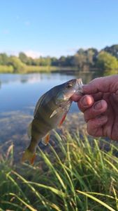 European Perch