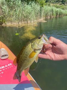 Largemouth Bass