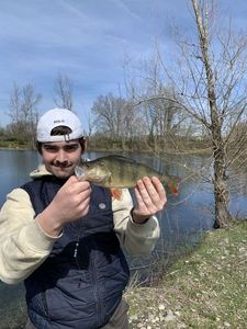 European Perch