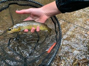 Brown Trout