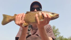 Brown Trout