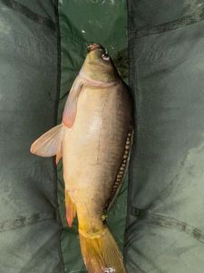 Mirror Carp
