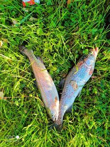 Rainbow Trout