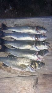 European Bass (Seabass)