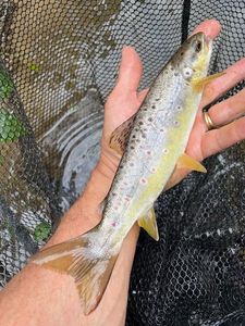 Brown Trout