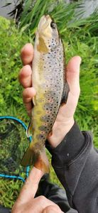 Brown Trout