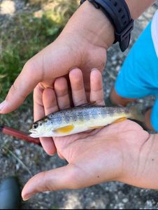 Brown Trout