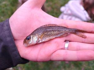 Ruffe