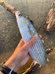 Golden grey mullet