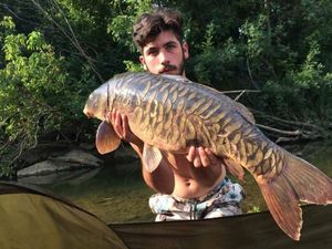 Mirror Carp