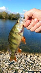 European Perch