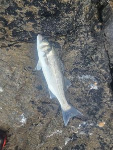 European Bass (Seabass)