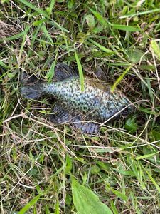 Green Sunfish