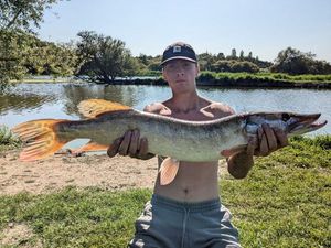 Northern Pike