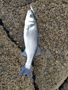 European Bass (Seabass)