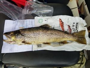 Brown Trout