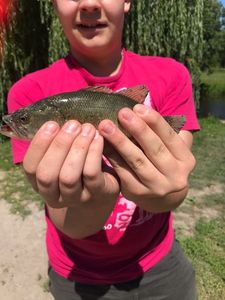Largemouth Bass