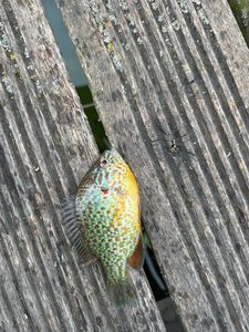 Green Sunfish